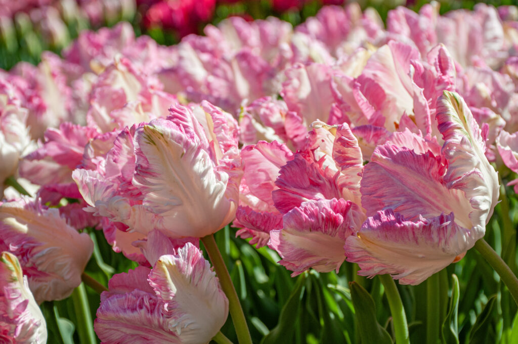 Cabanna tulips planted closely together