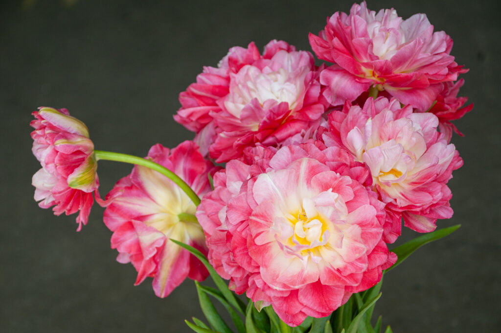 Double Sugar tulips in a bouquet