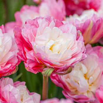 Close-up of Double Sugar tulips
