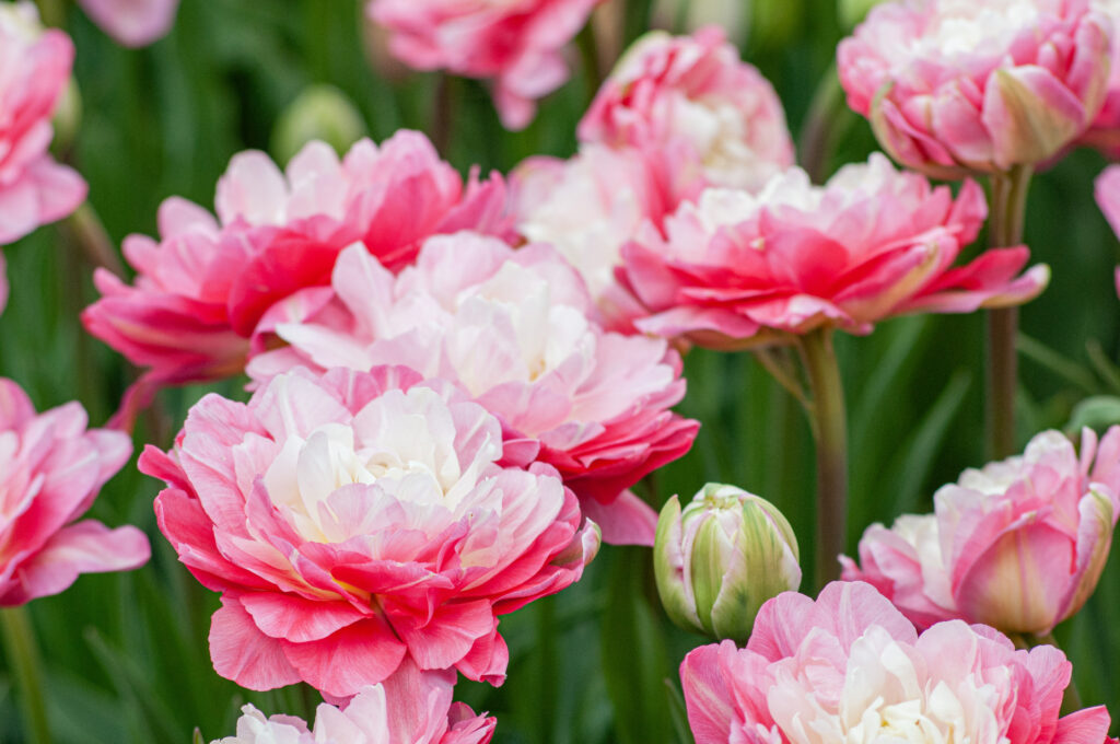 Double sugar tulips in soft light