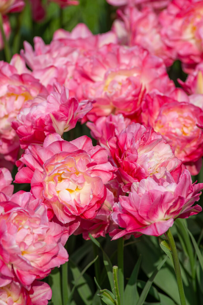 Double sugar tulips in bright light