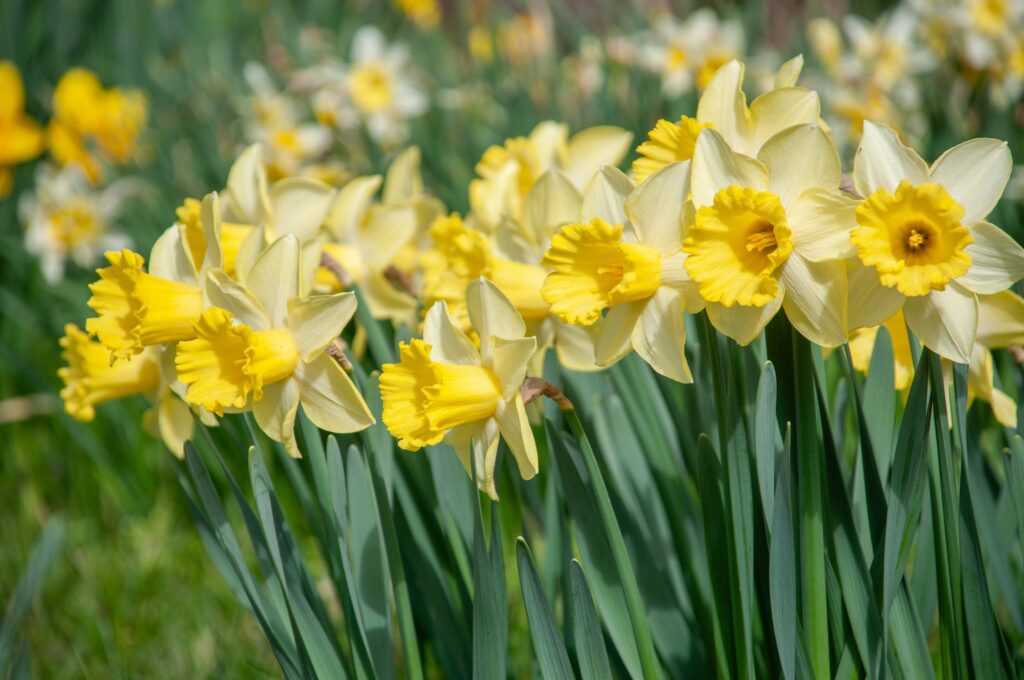 Ladea daffodils planted closely together with white and yellow daffodils in the background