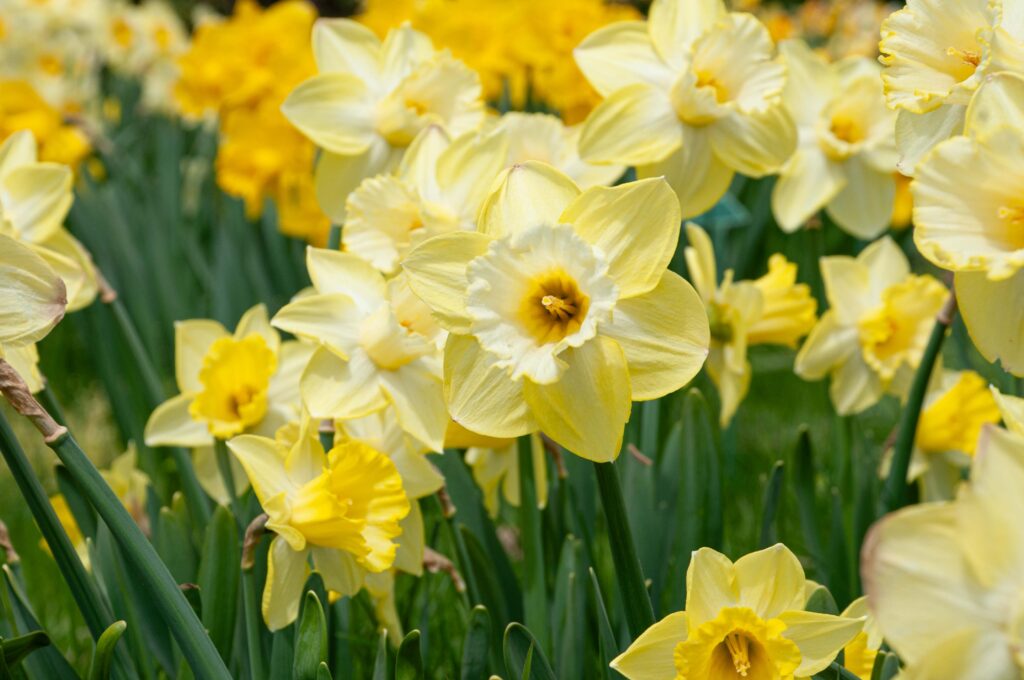 Ladea daffodils with lighter cups from age