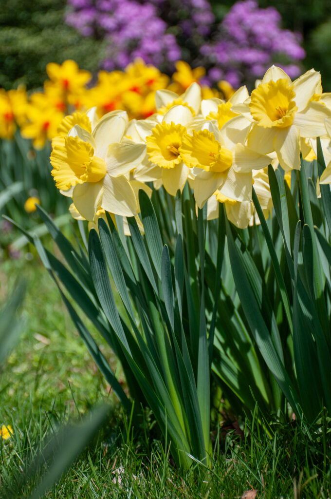 Ladea daffodils with a rhododendron and bright daffodils in the background