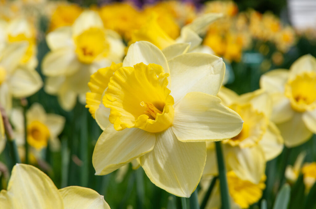 Ladea daffodils in a close-up