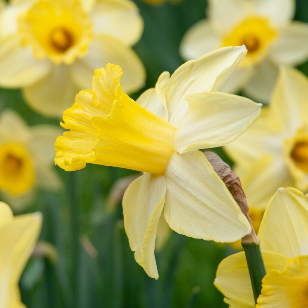 Ladea daffodils in a close-up square crop
