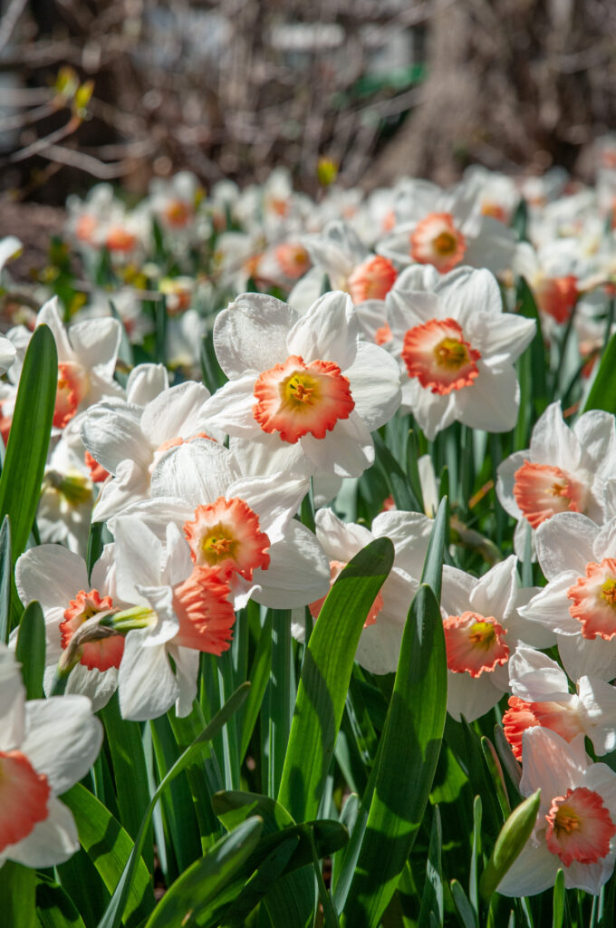 Daffodil Pink Charm LS with vibrant apricot cups in bright sunlight