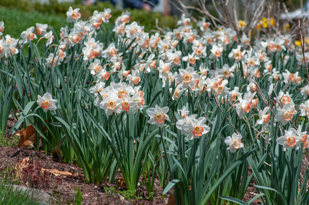 Daffodil Pink Charm LS planted in a large group in a garden setting