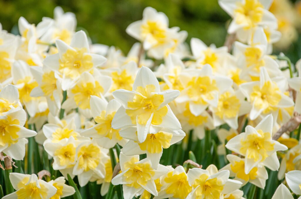 Prom Dance daffodils planted densely