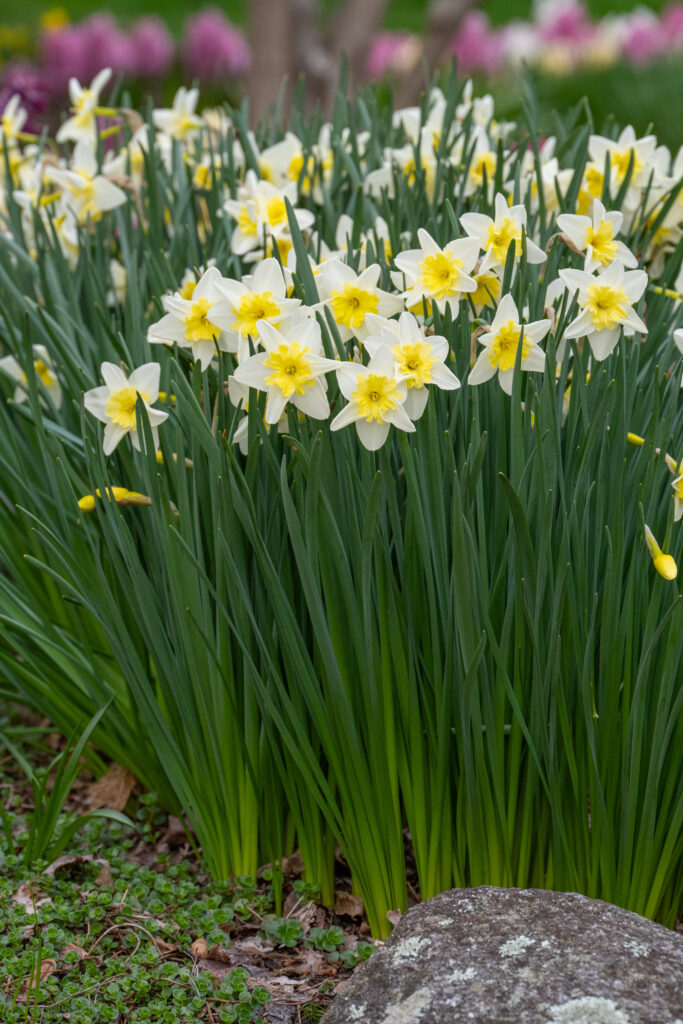 Prom Dance daffodils with a small boulder in the foreground and pink tulips in the background