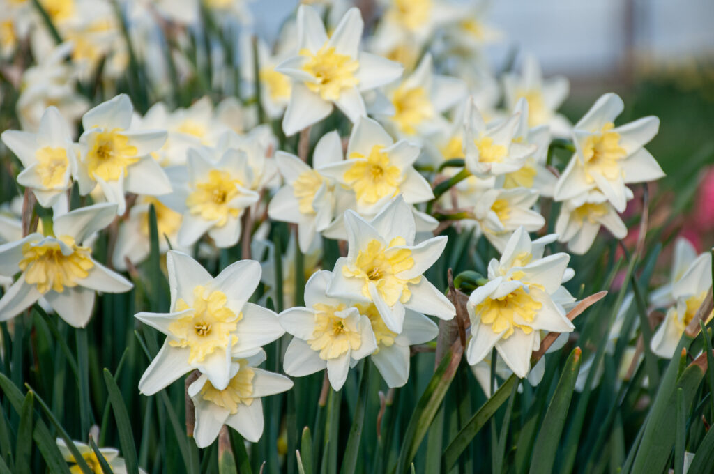 Prom Dance daffodils in soft lighting