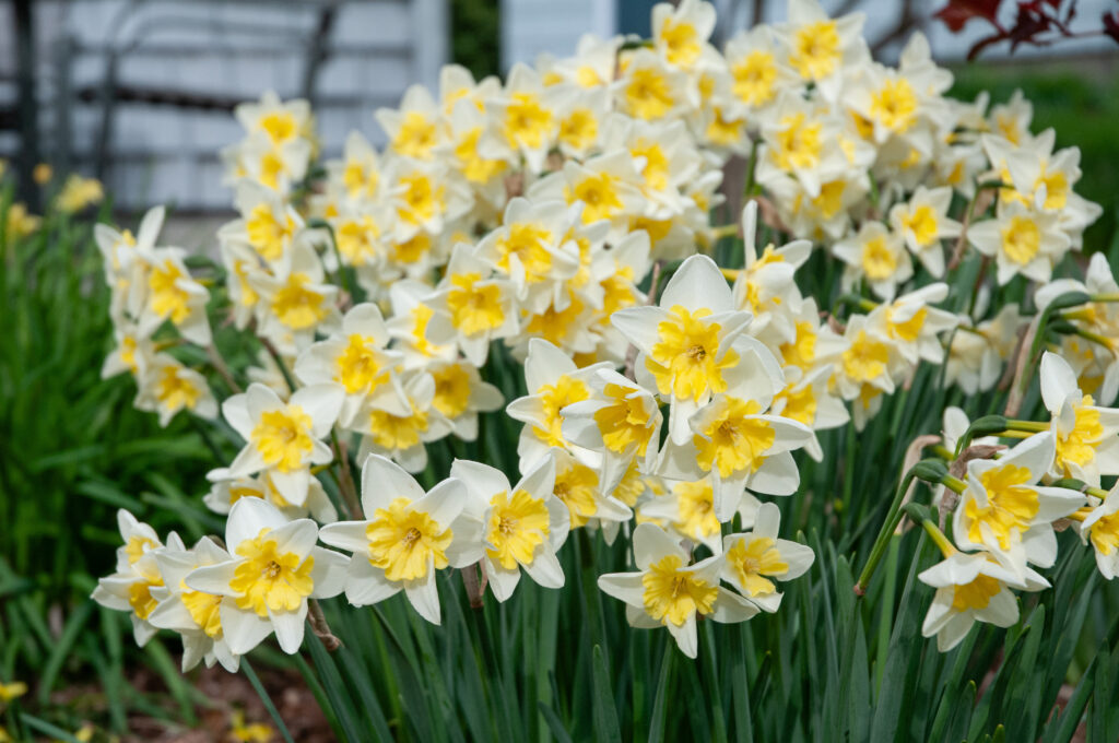 Prom Dance daffodils planted densely with a building in the background