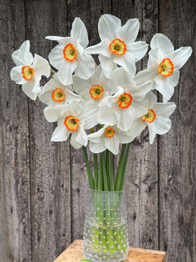 Daffodil Tommy's White in a bouquet in front of a wood-slat wall