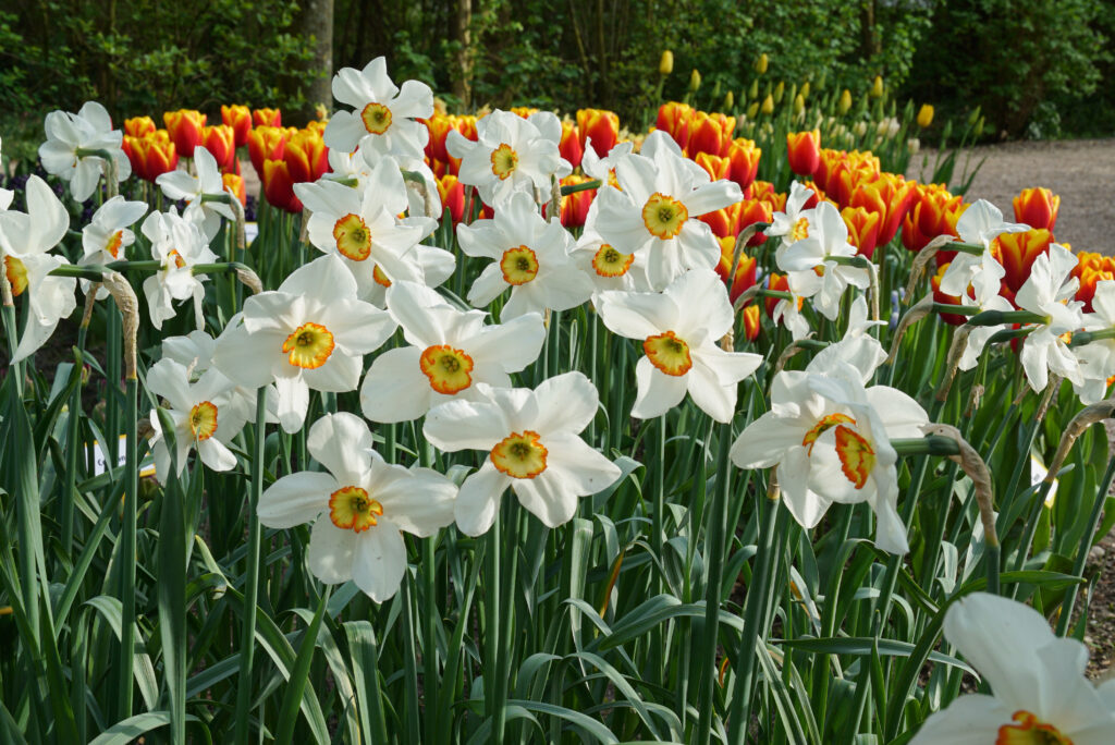 Daffodil Tommy's White planted in front of red and yellow tulips