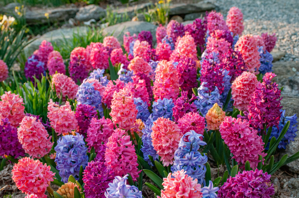 Hyacinth Compote Chérie blend planted densely in a garden setting