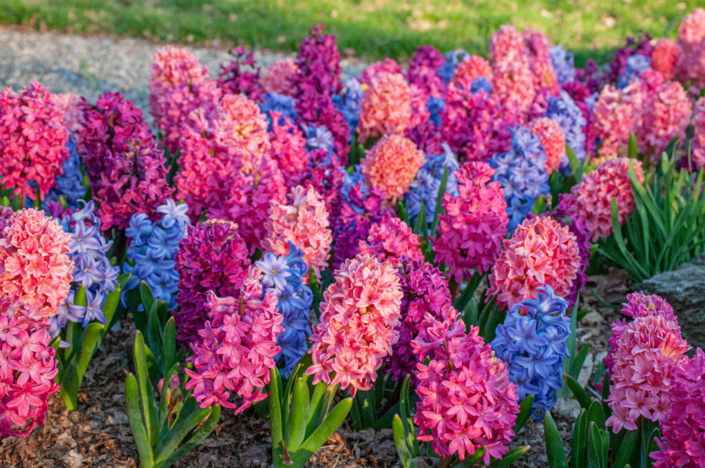 Hyacinth Compote Chérie blend planted densely in a garden setting