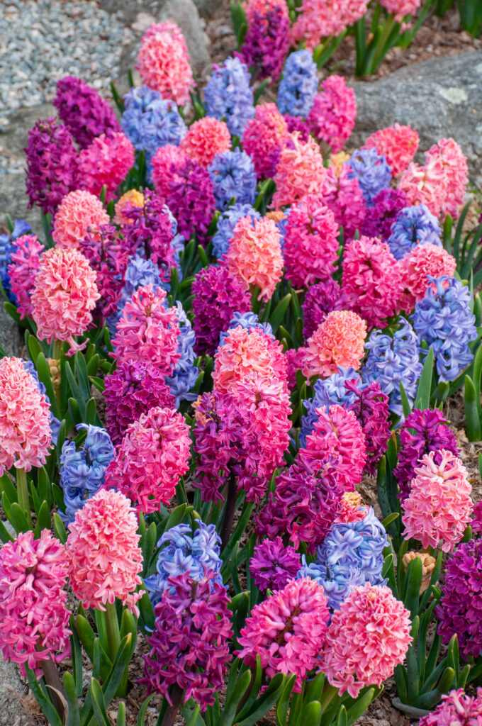 Hyacinth Compote Chérie blend planted densely in a garden setting