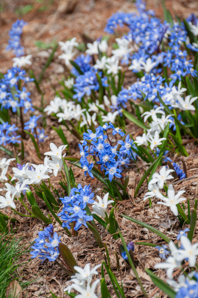 Celestial Chionodoxa Blend planted in reddish-brown mulch