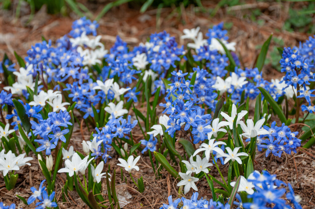 Celestial Chionodoxa Blend planted in reddish-brown mulch