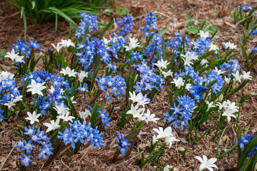 Celestial Chionodoxa Blend planted in reddish-brown mulch