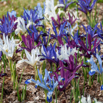 All Aflutter Iris Blend planted in a garden bed