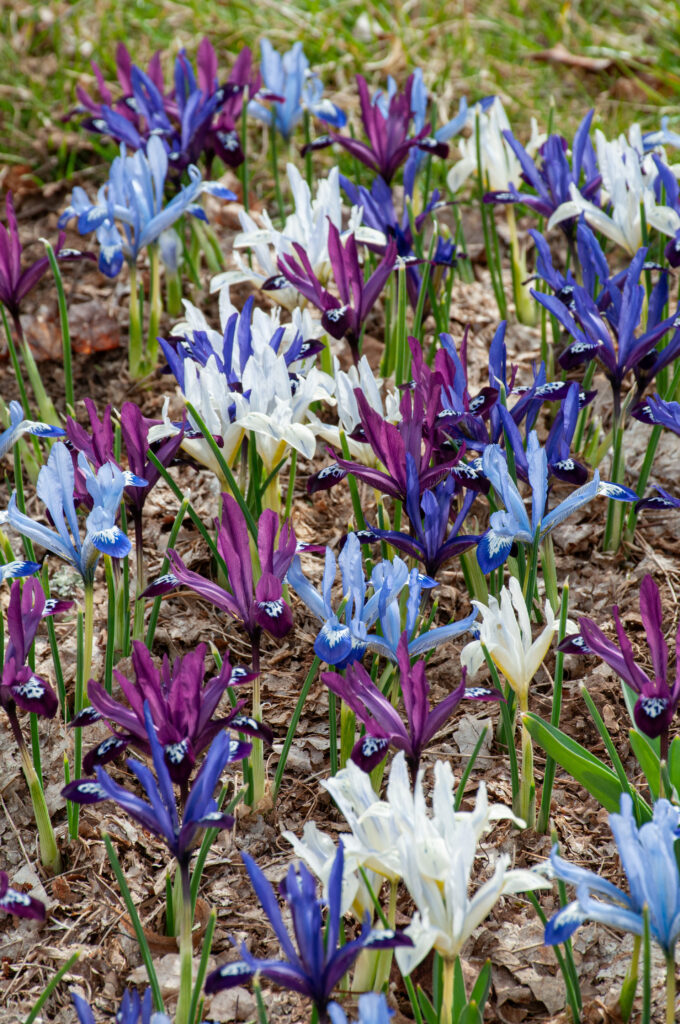 All Aflutter Iris Blend planted in a garden bed near grass