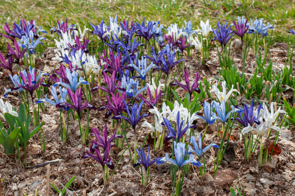 All Aflutter Iris Blend planted in a garden bed