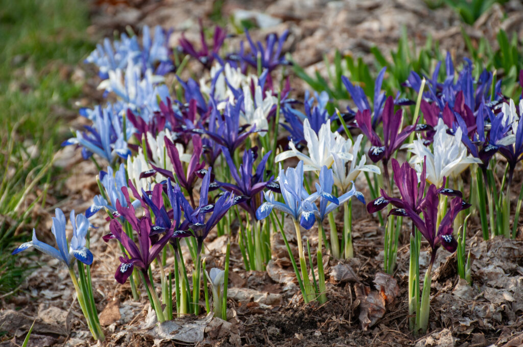 All Aflutter Iris Blend planted in a garden bed with grass to the left