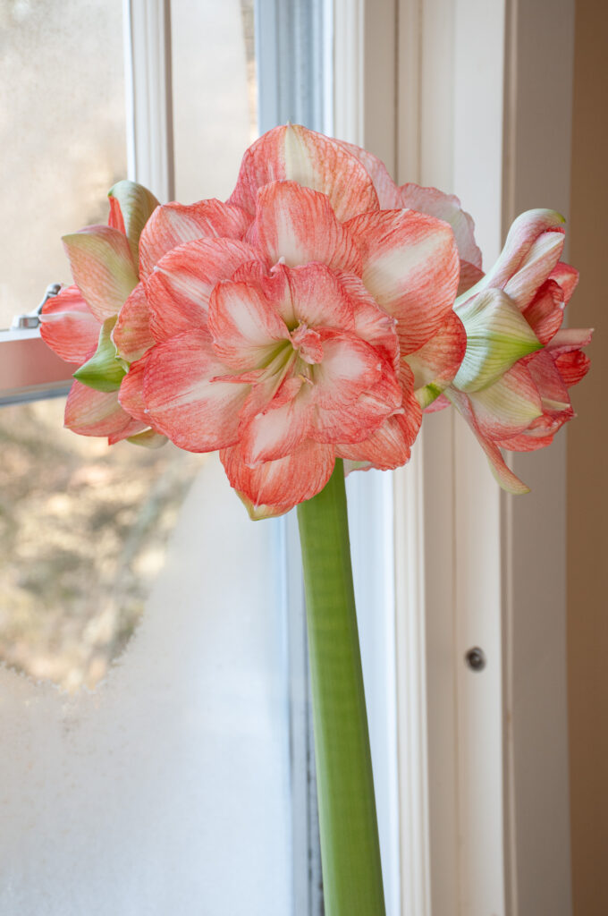 Beautiful Emotion amaryllis in front of a frosty window