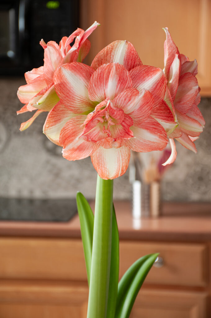 Beautiful Emotion amaryllis in a kitchen setting