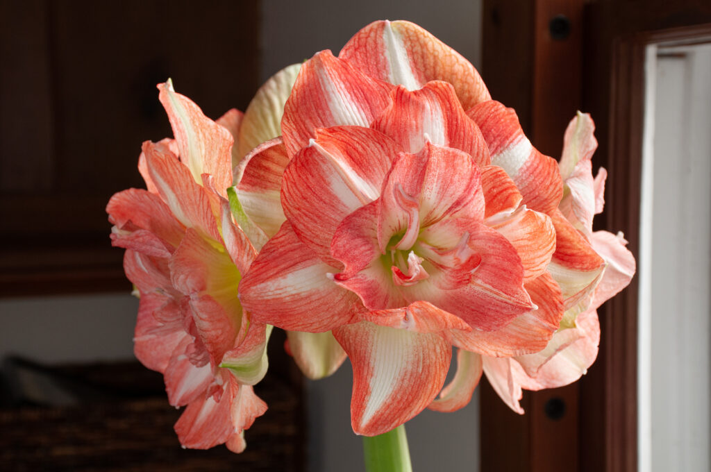 Beautiful Emotion amaryllis in front of a dark background