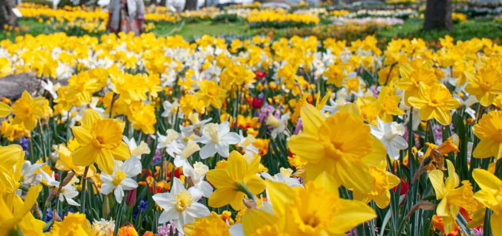 Yellow and white daffodils, pink hyacinths, and other flowers from Colorblends.