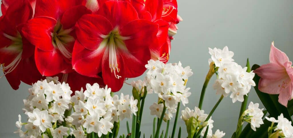 Red amaryllis flowers and paperwhites from Colorblends.