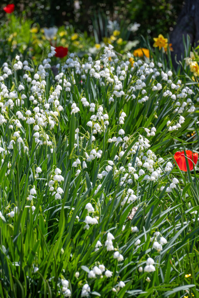 Snowflake LS planted in a large swath with daffodils and tulips in the distant background