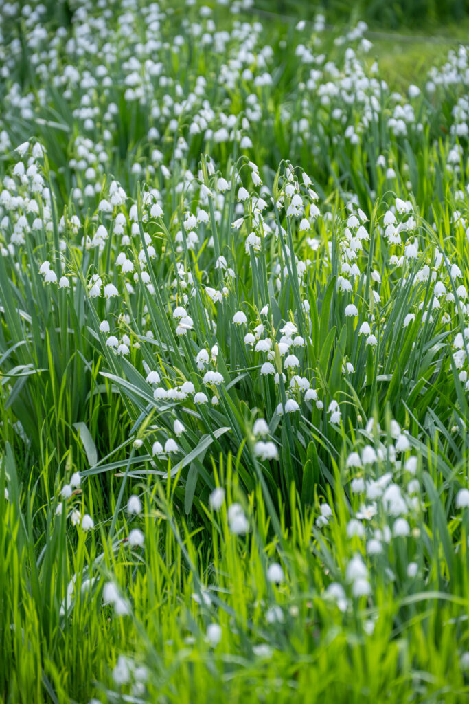 Snowflake LS planted in a meadow setting