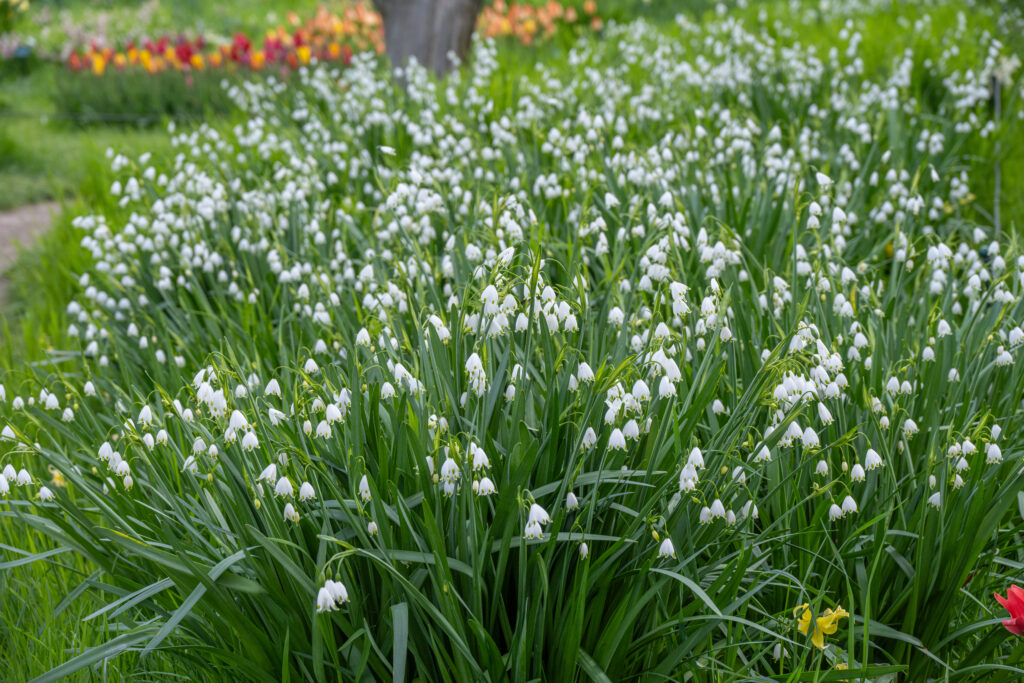 Snowflake LS planted in a large grouping with a tree trunk and tulips in the background