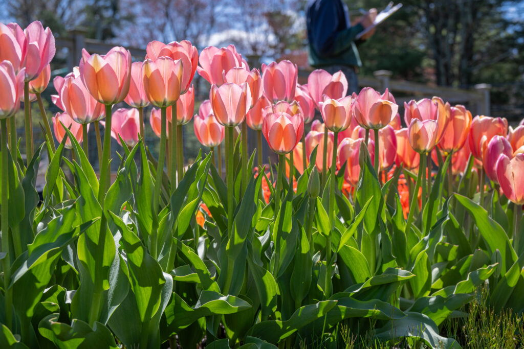 Bella Blush tulips in bright sunlight