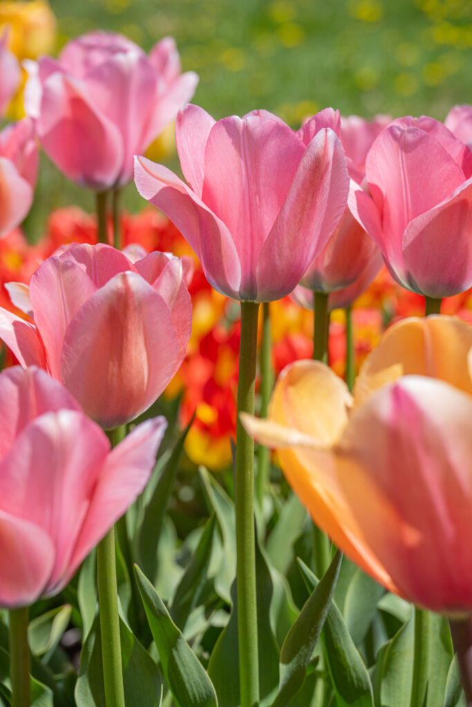 Bella Blush tulips with red and yellow tulips in the background and an apricot tulip in the foreground