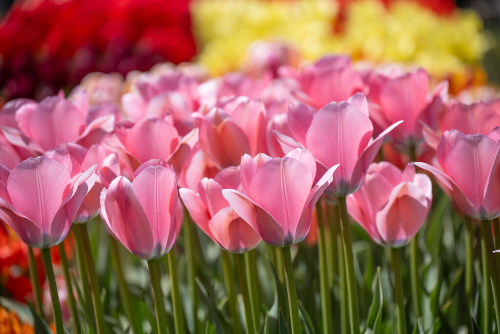 Bella Blush tulips with red and yellow tulips in the distant background