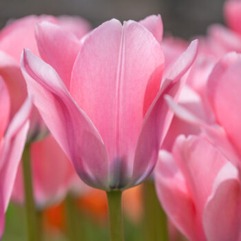 Bella blush tulips in a close-up square crop