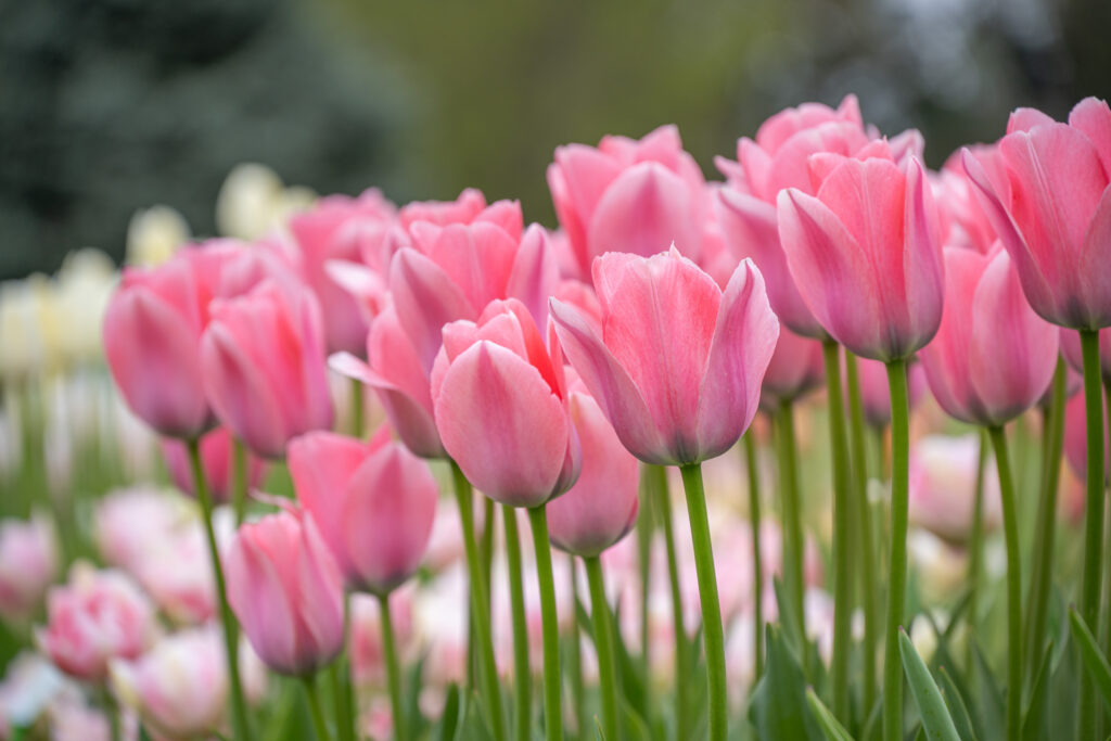 Bella Blush tulips planted closely together with white and pink tulips in the background