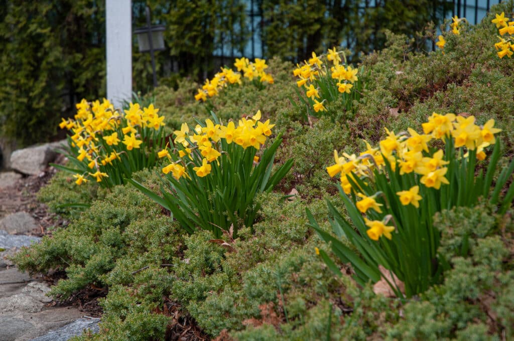 Daffodil Tête-à-Tête LS