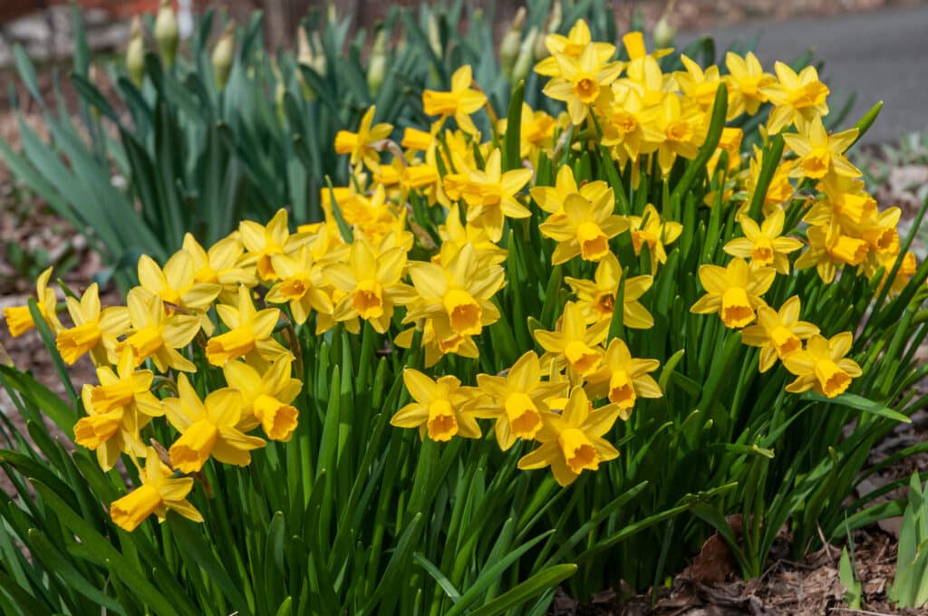 Daffodil Tête-à-Tête LS