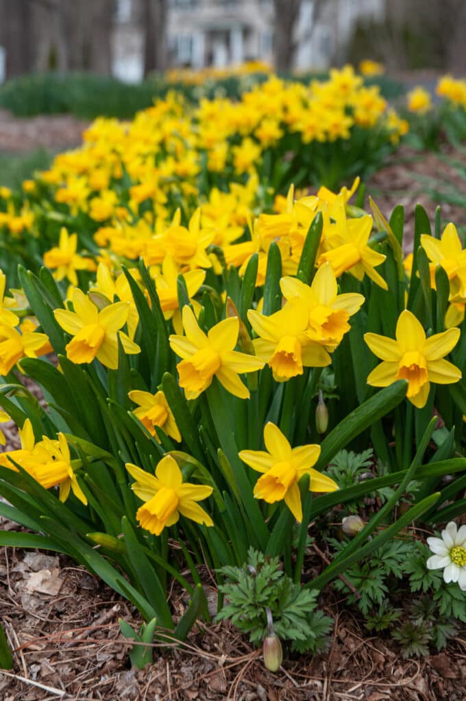 Daffodil Tête-à-Tête LS