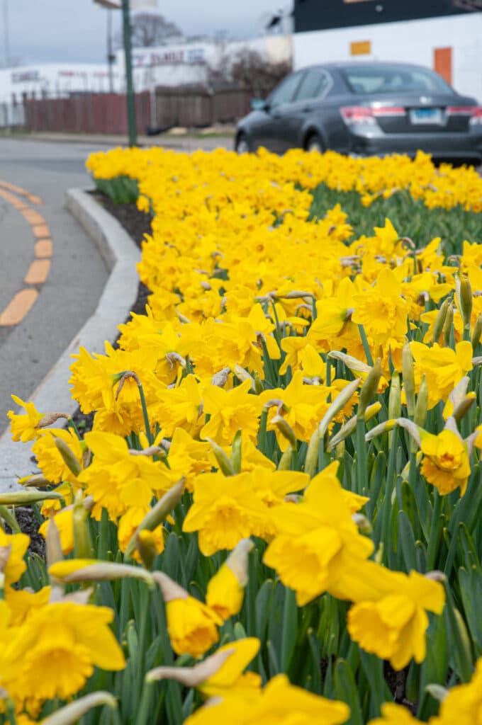 Daffodil Roadside Yellow LS planted by a parking lot.