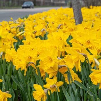 Daffodil Roadside Yellow LS planted by a road.