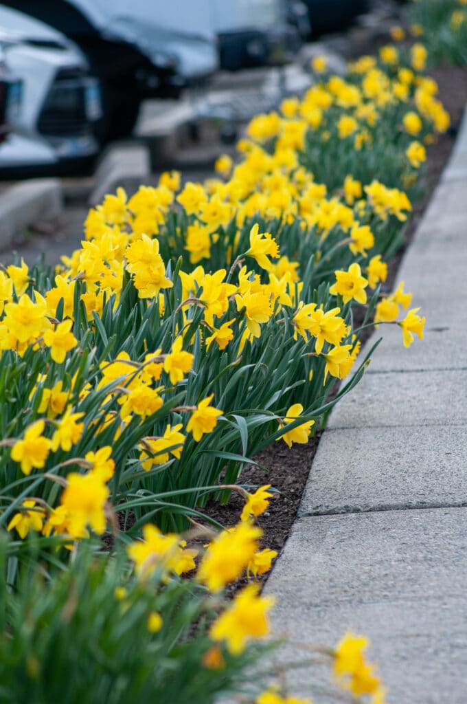 Daffodil Roadside Yellow LS planted by a sidewalk.