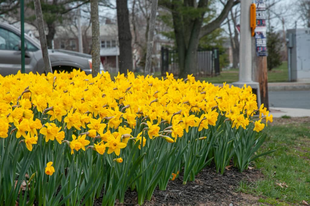 Daffodil Roadside Yellow LS planted in a large grouping.