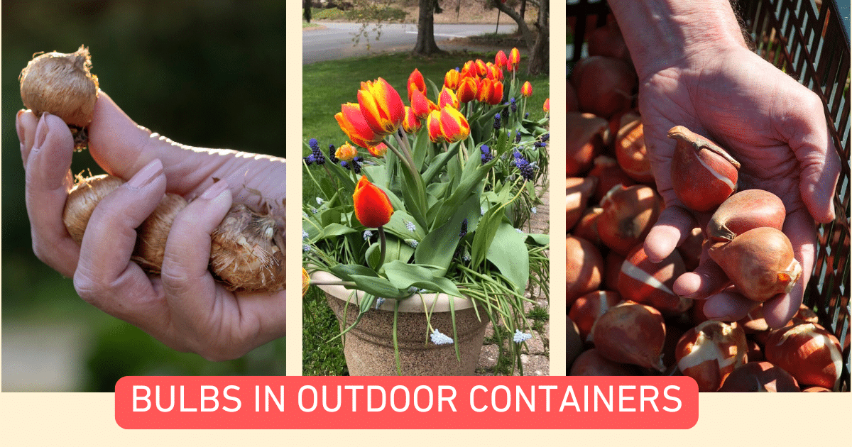 planting bulbs in containers